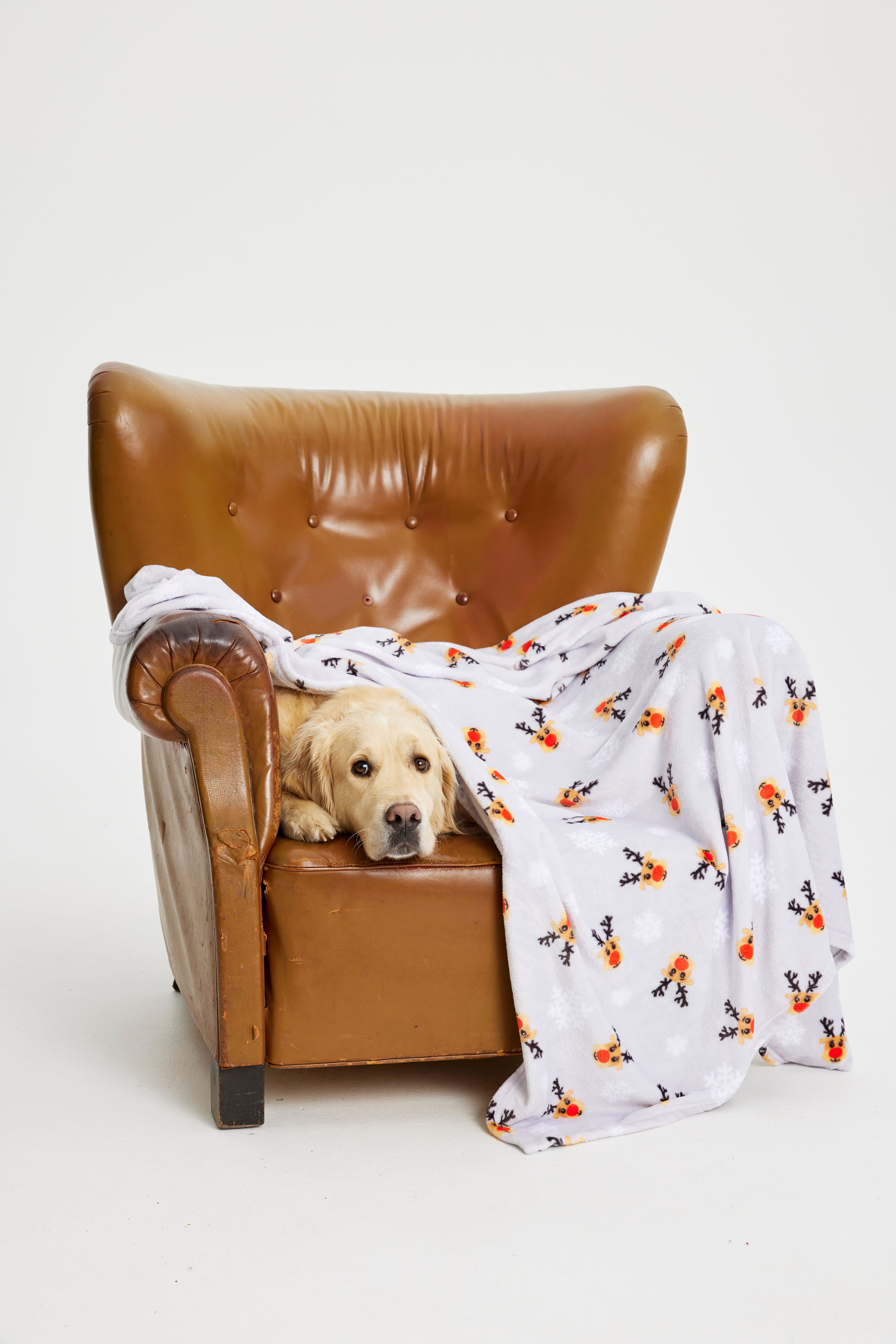 Ein Hund mit einer Weihnachtsdecke.