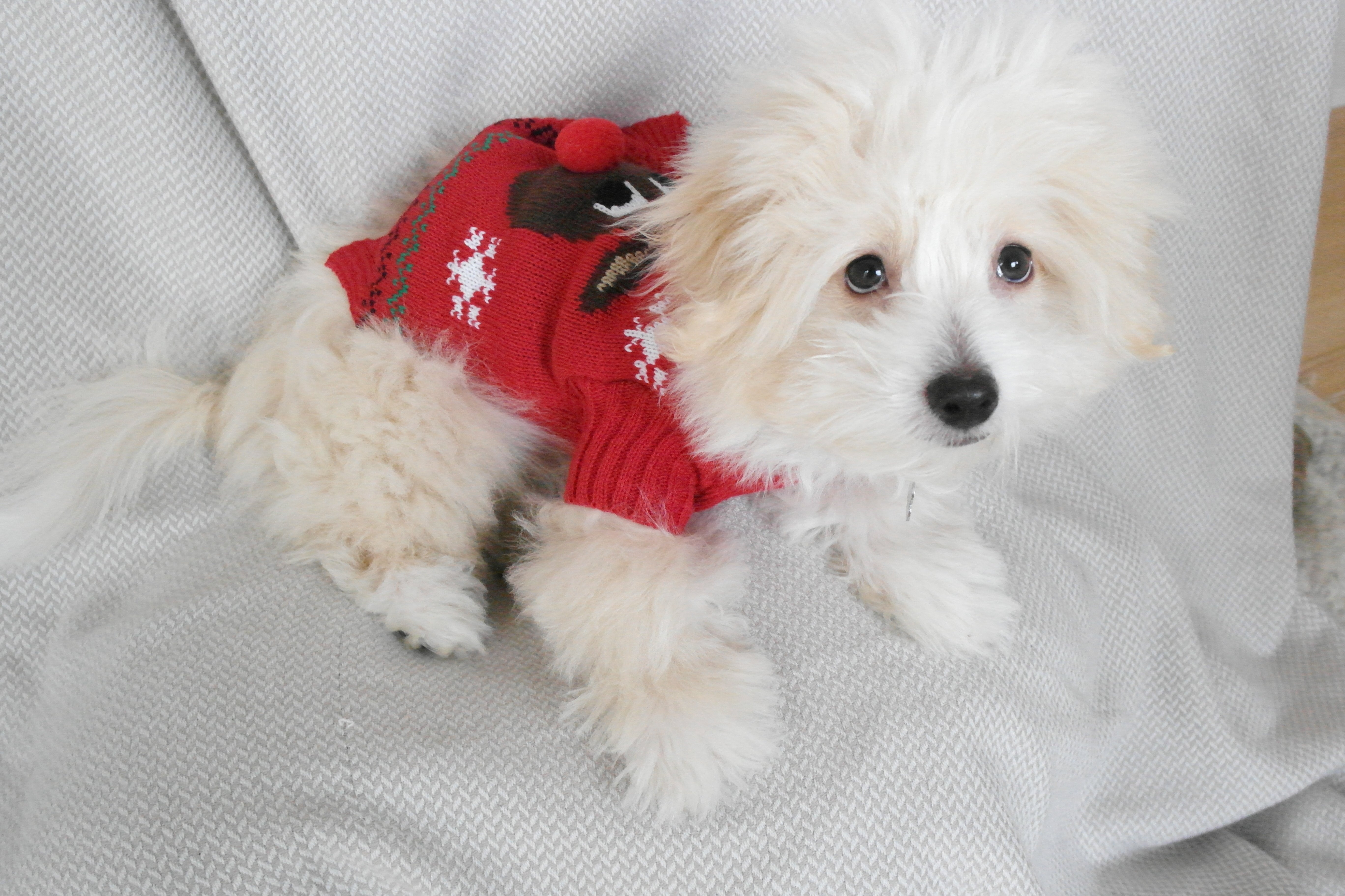 Ein weißer Hund mit einem roten Weihnachtspulli.