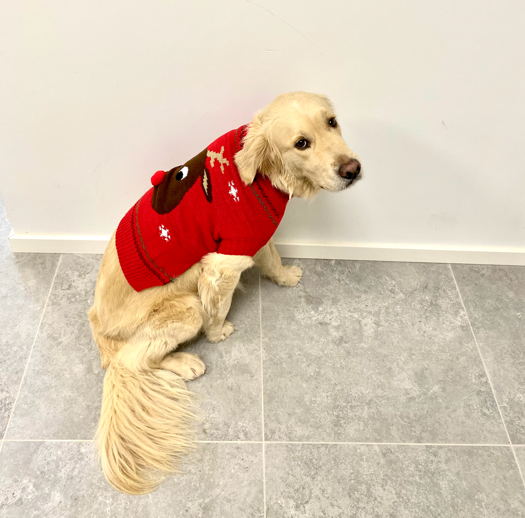 Ein Hund mit einem roten Weihnachtspulli.